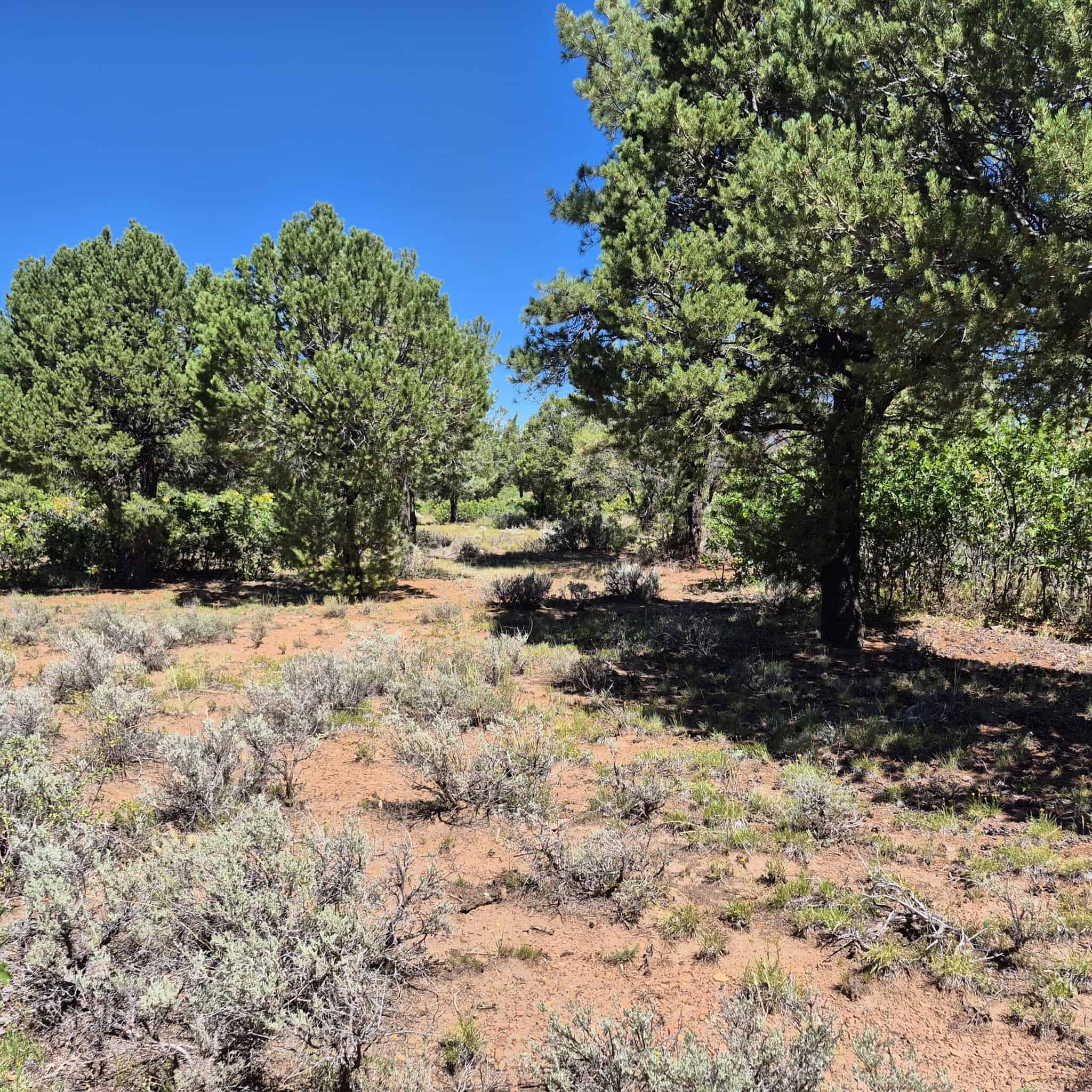 Colorado Hunting Land For Sale