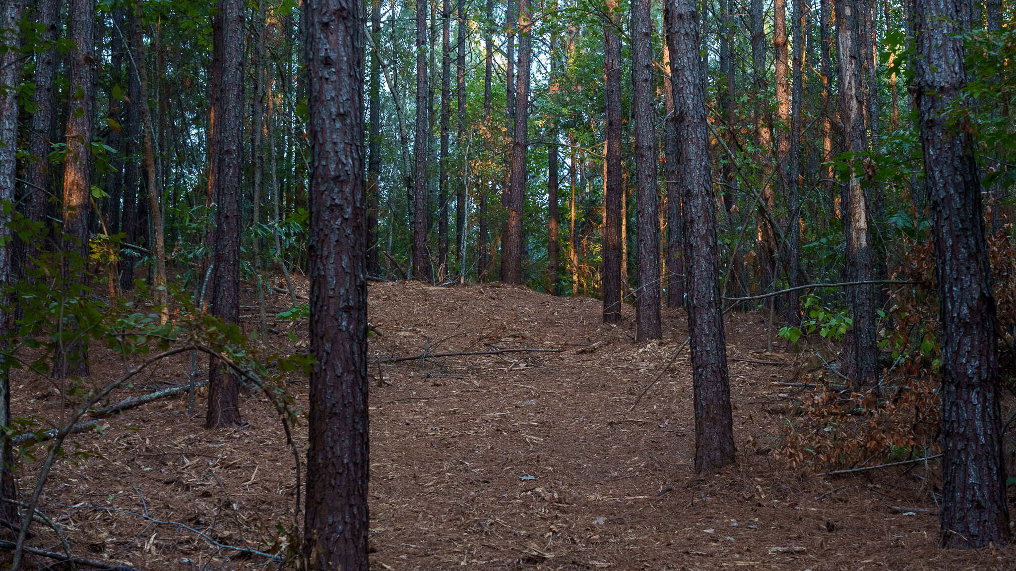Tyler Texas Hunting Property for Sale 141 ± Acres East of Dallas