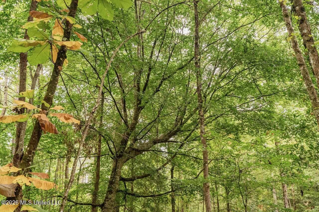13± Acres by Homochitto National Forest Near Meadville, MS