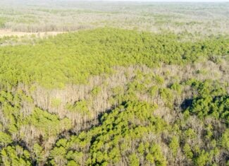 20 ± Acre Wooded Land for Sale in Salem, MO