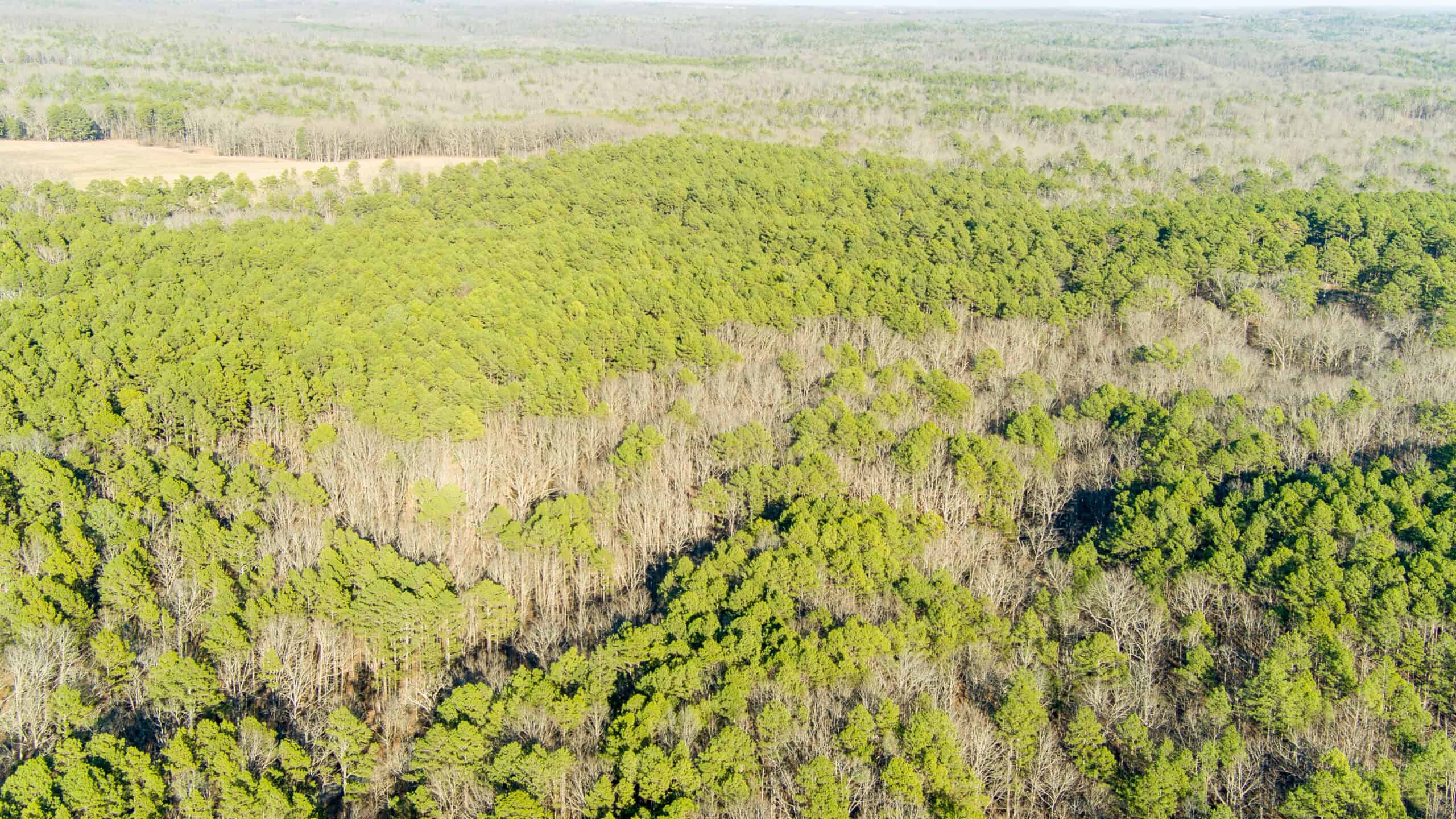 20 ± Acre Wooded Land for Sale in Salem, MO