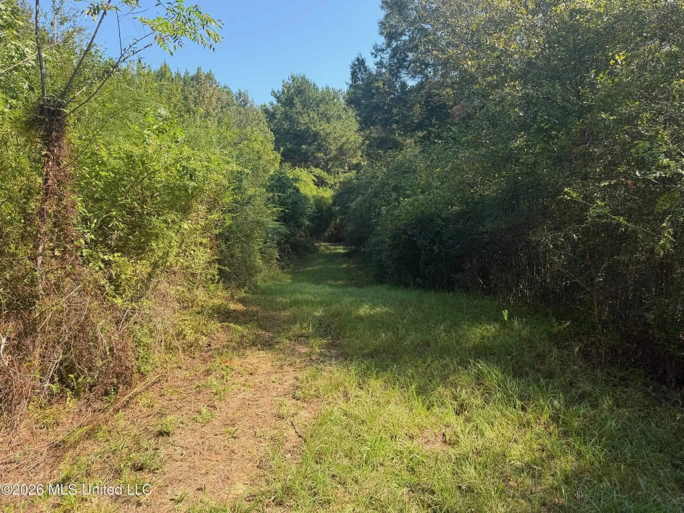 52 Acres Hunting & Timberland in Raleigh, MS