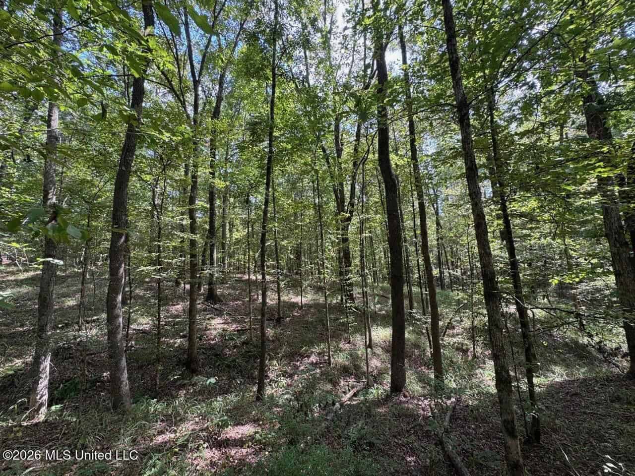 200± Acre Hunting Property in Jefferson County, MS