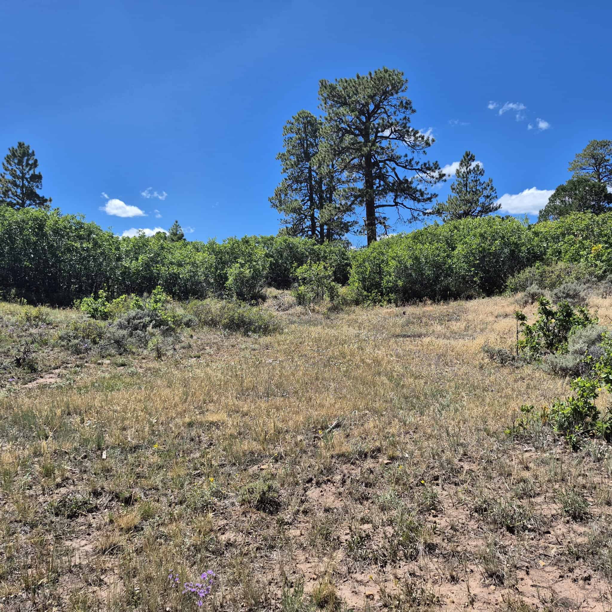 Colorado Hunting Land For Sale