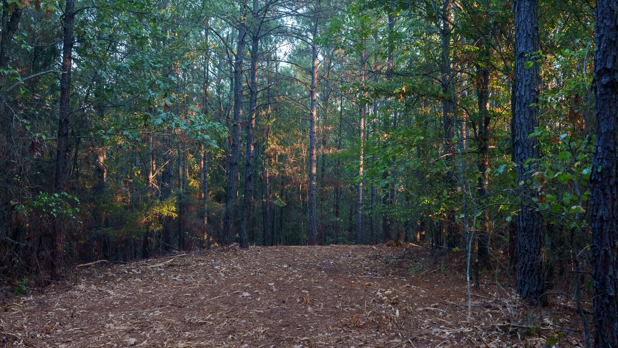 Tyler Texas Hunting Property for Sale 141 ± Acres East of Dallas