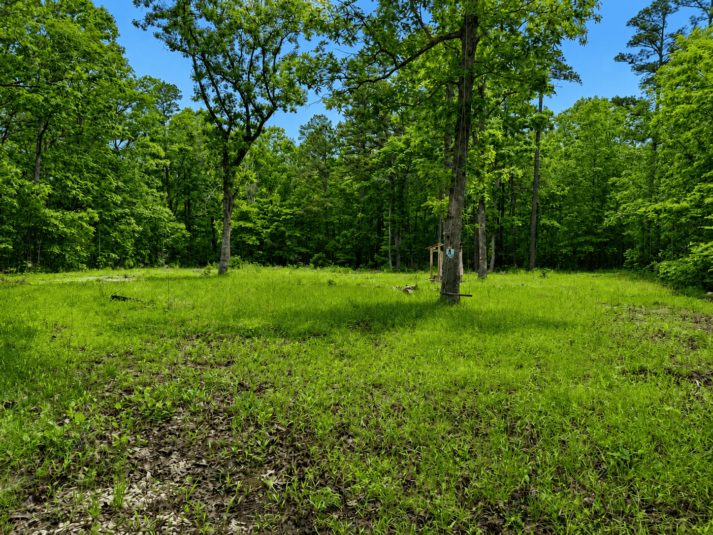 46.12 ± Acre Hunting Land for Sale in the Missouri Ozarks