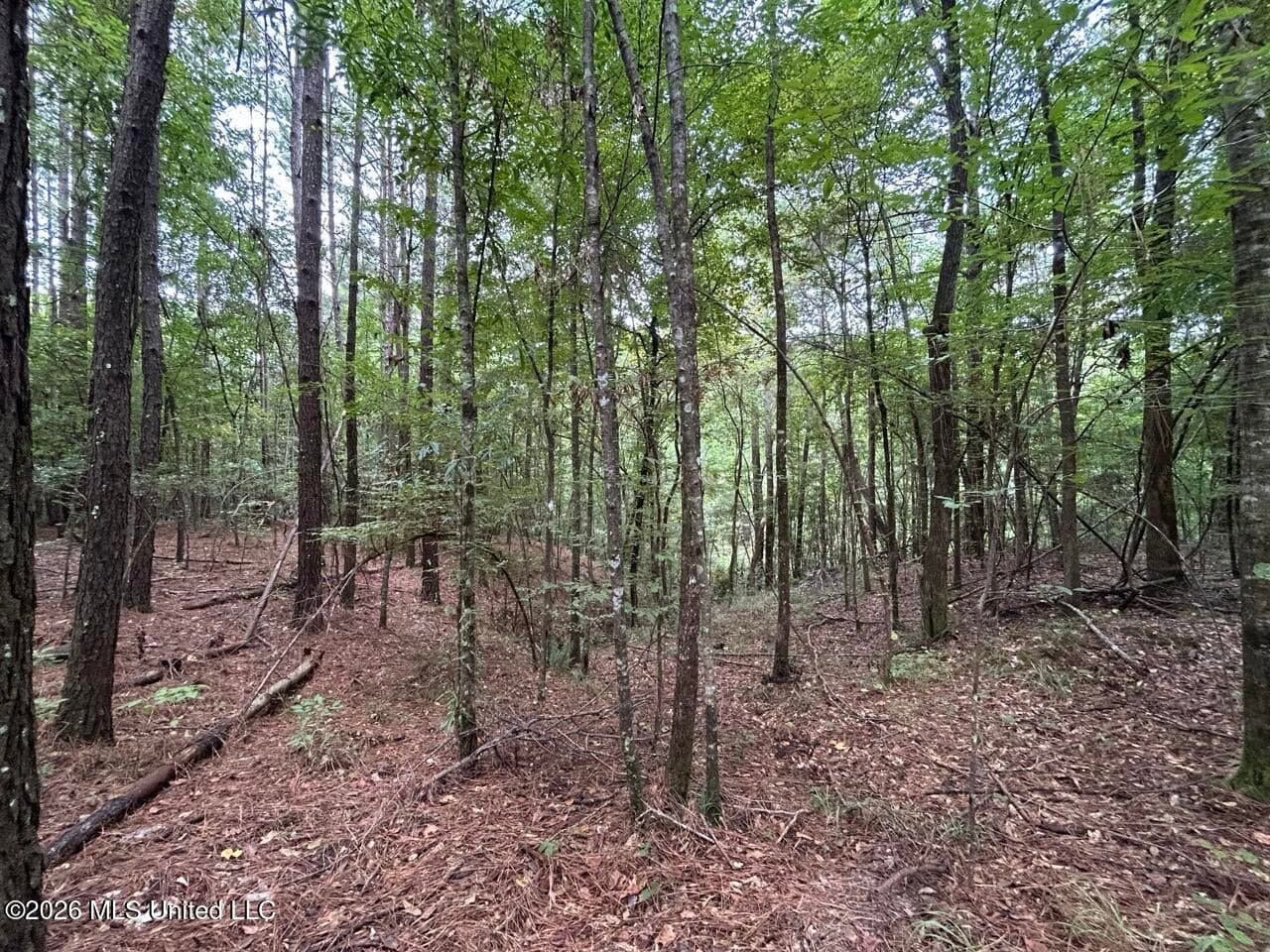 25± Acre Hunting & Homesite Tract in Centreville, MS