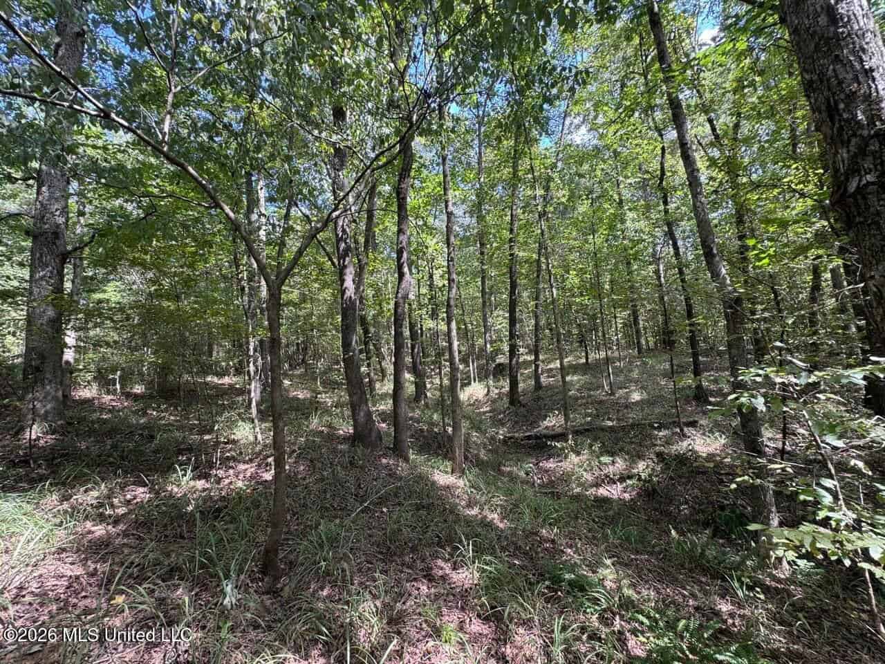 200± Acre Hunting Property in Jefferson County, MS