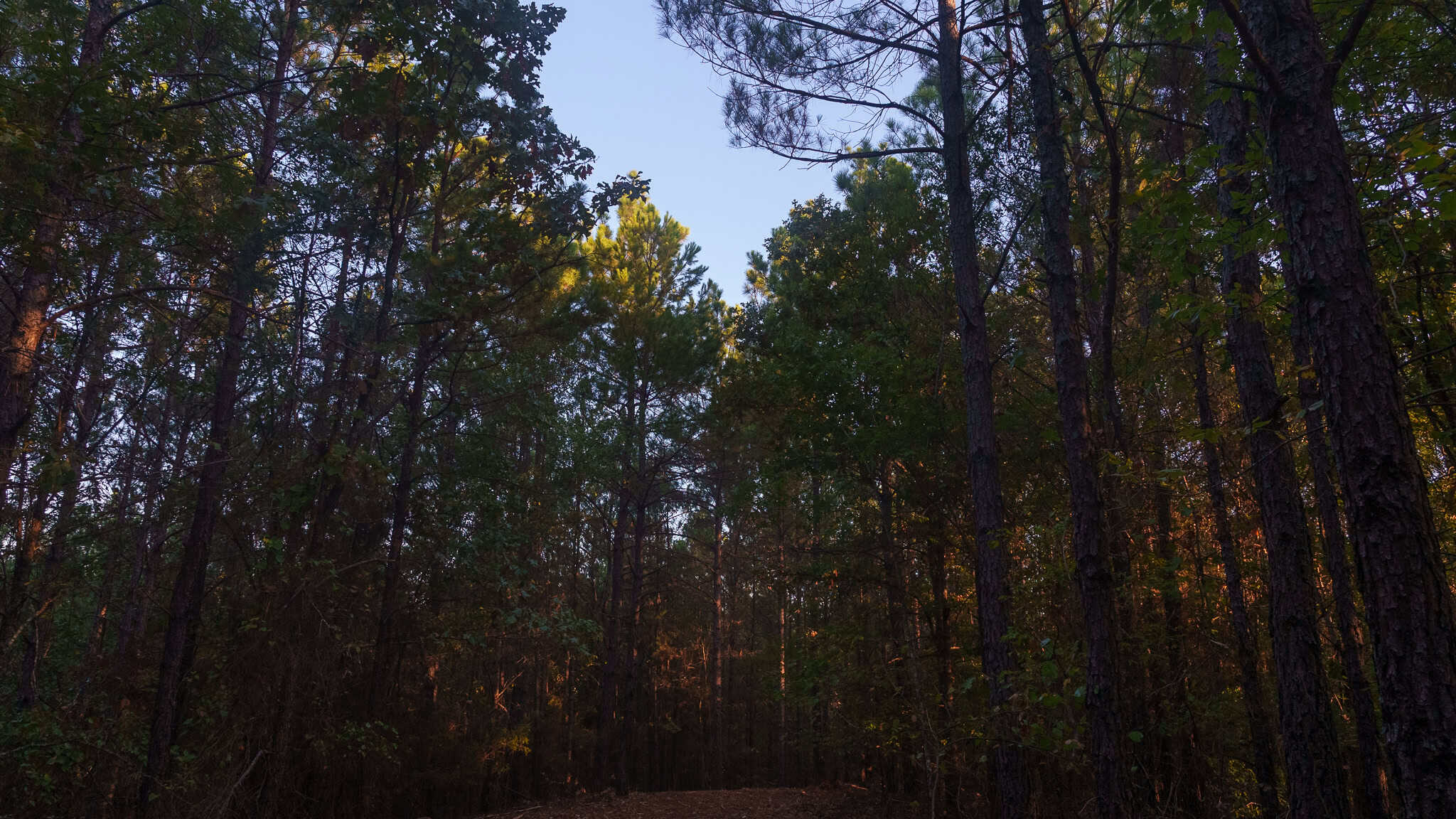 Tyler Texas Hunting Property for Sale 141 ± Acres East of Dallas