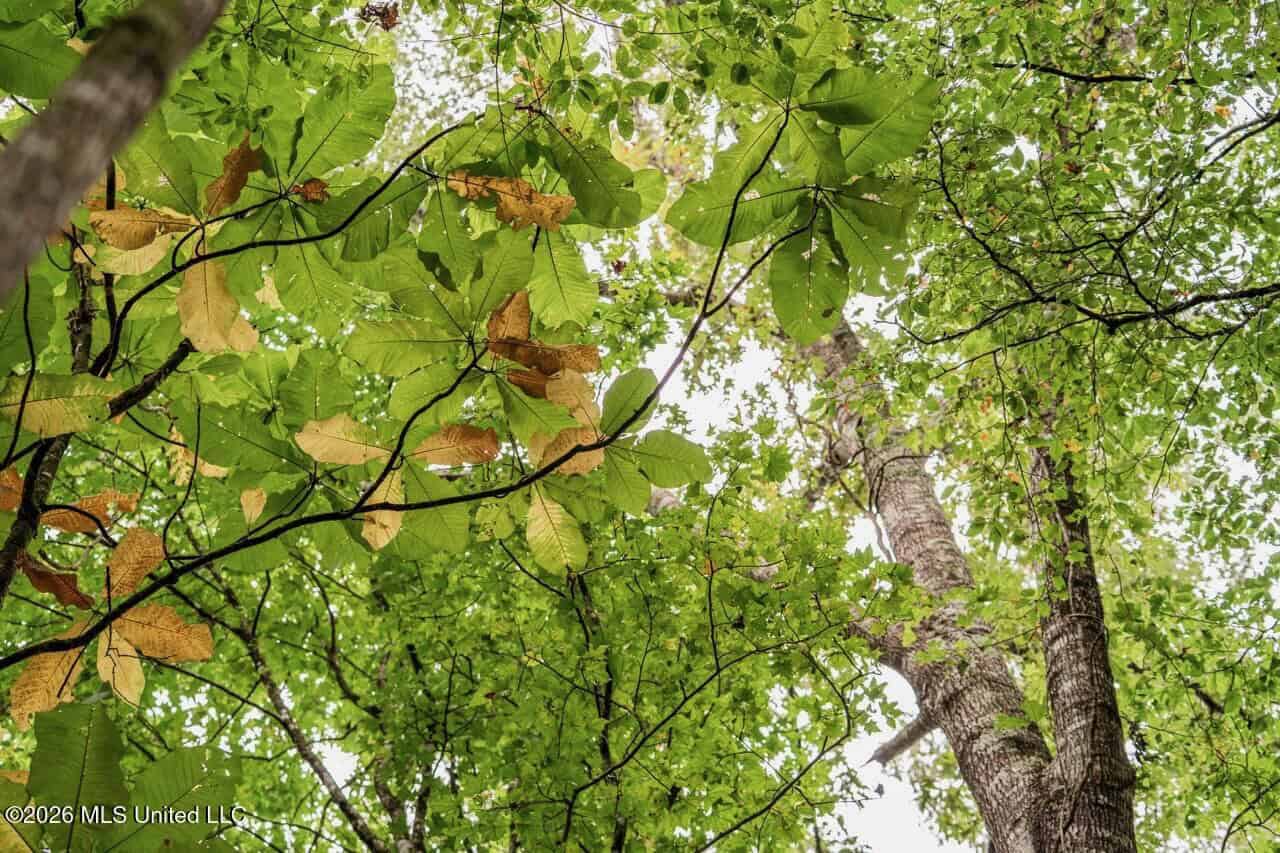 13± Acres by Homochitto National Forest Near Meadville, MS