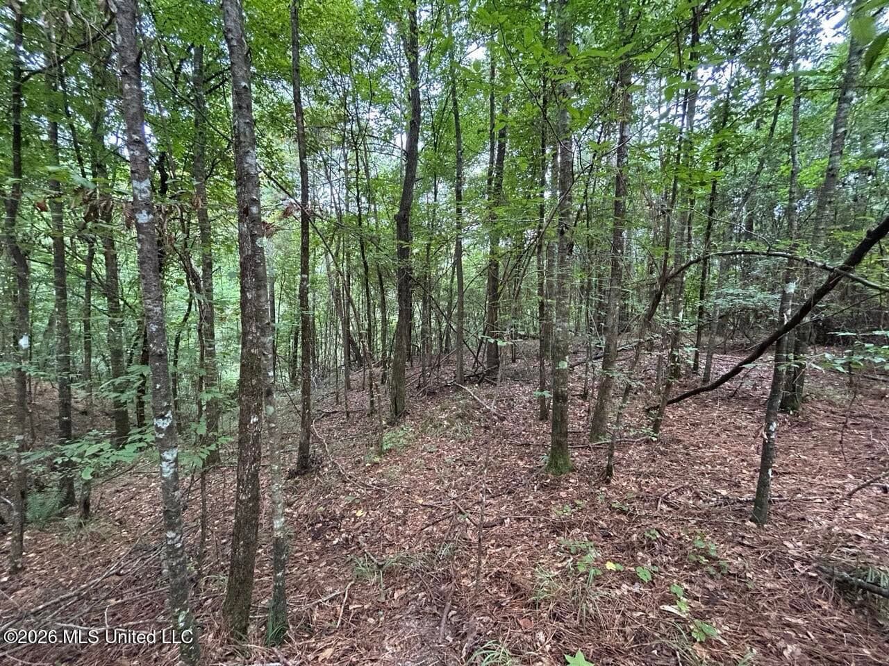 25± Acre Hunting & Homesite Tract in Centreville, MS