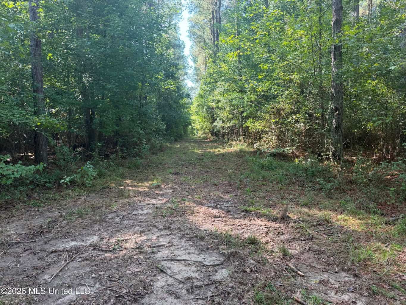 52 Acres Hunting & Timberland in Raleigh, MS