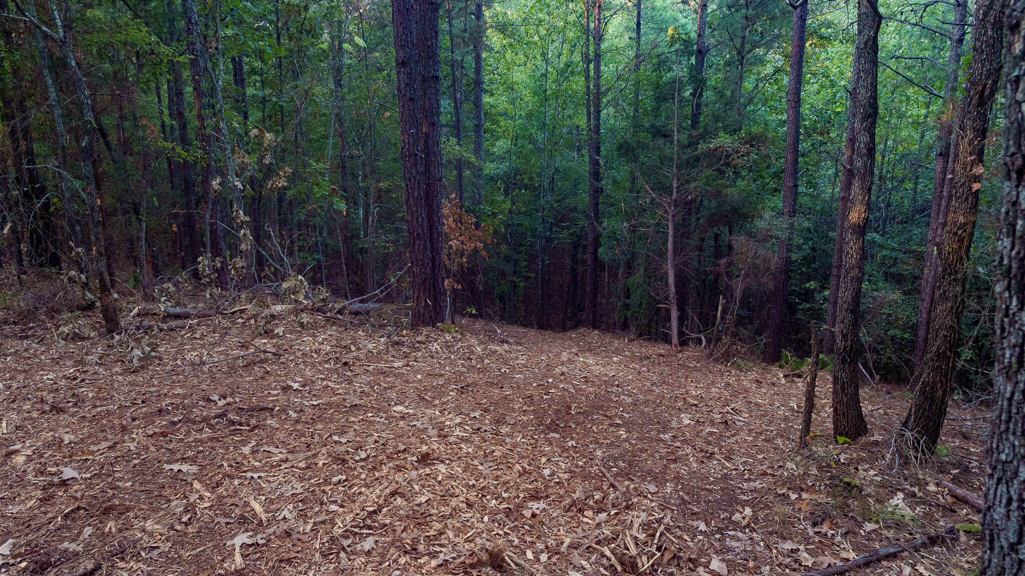 Tyler Texas Hunting Property for Sale 141 ± Acres East of Dallas