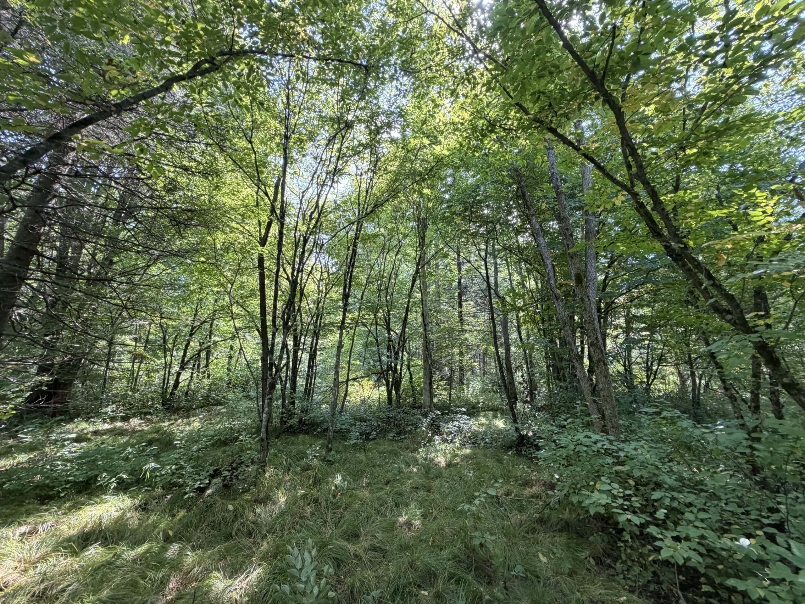 37.5± Acres with Off-Grid Cabin – Taylor County, Wisconsin