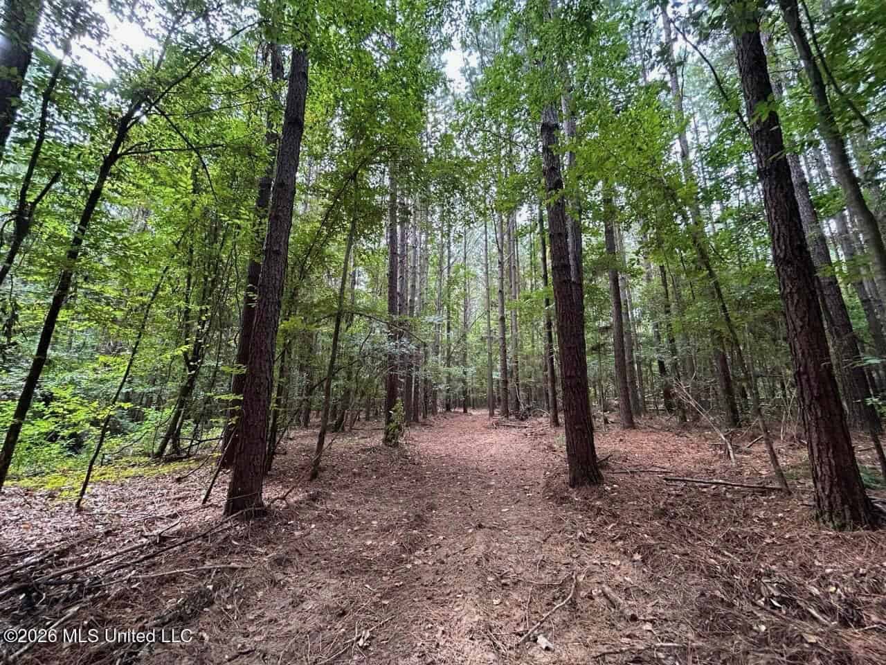 25± Acre Hunting & Homesite Tract in Centreville, MS