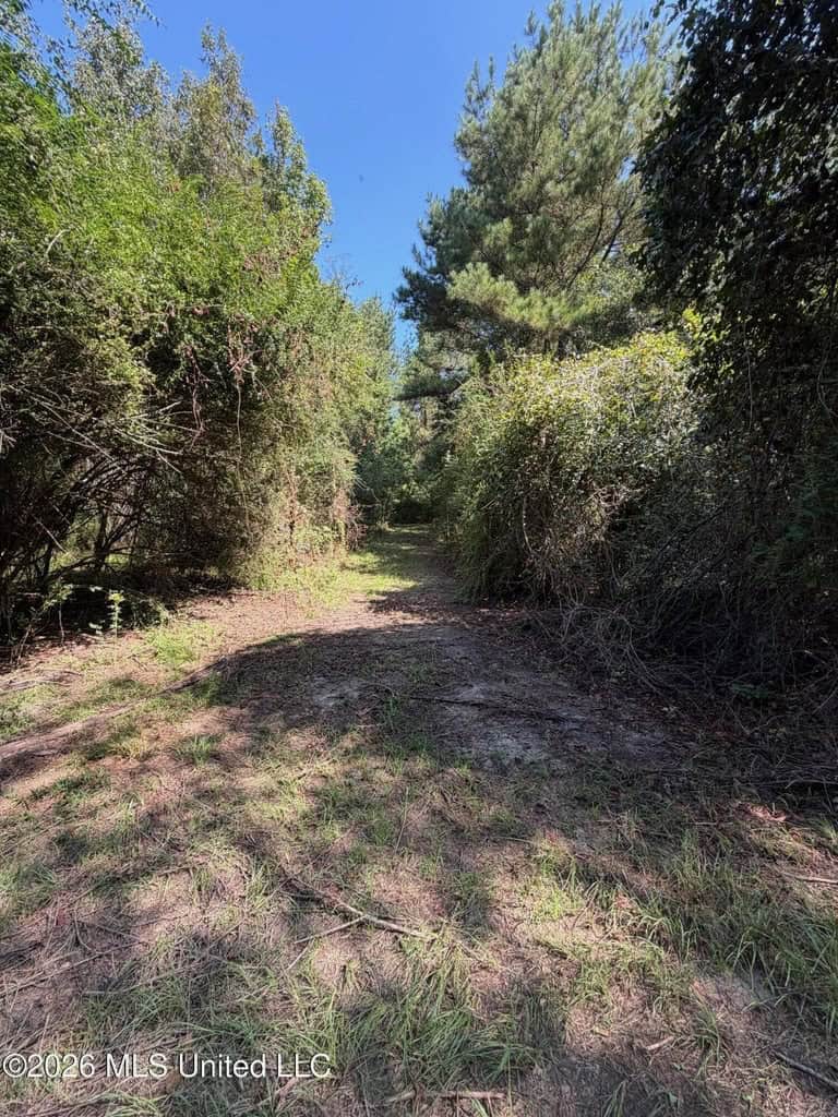 52 Acres Hunting & Timberland in Raleigh, MS