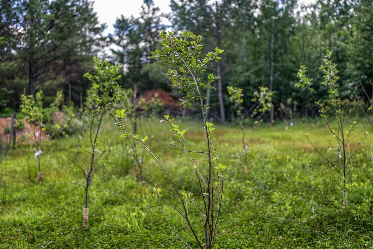 117± Acres of Irrigated Farmland and Trophy Whitetail Habitat — Adams County, Wisconsin