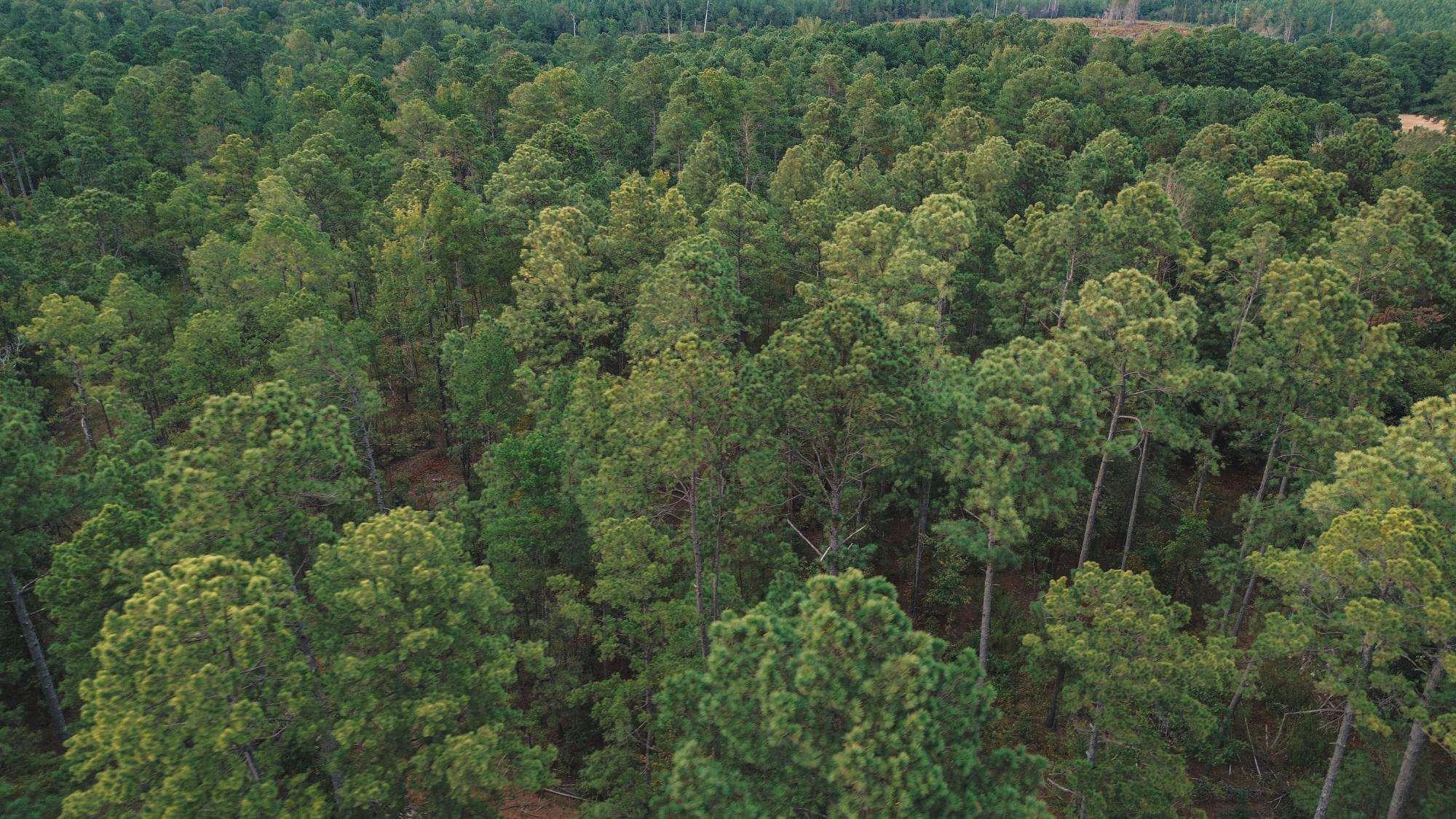Affordable Union Parish Land for Sale