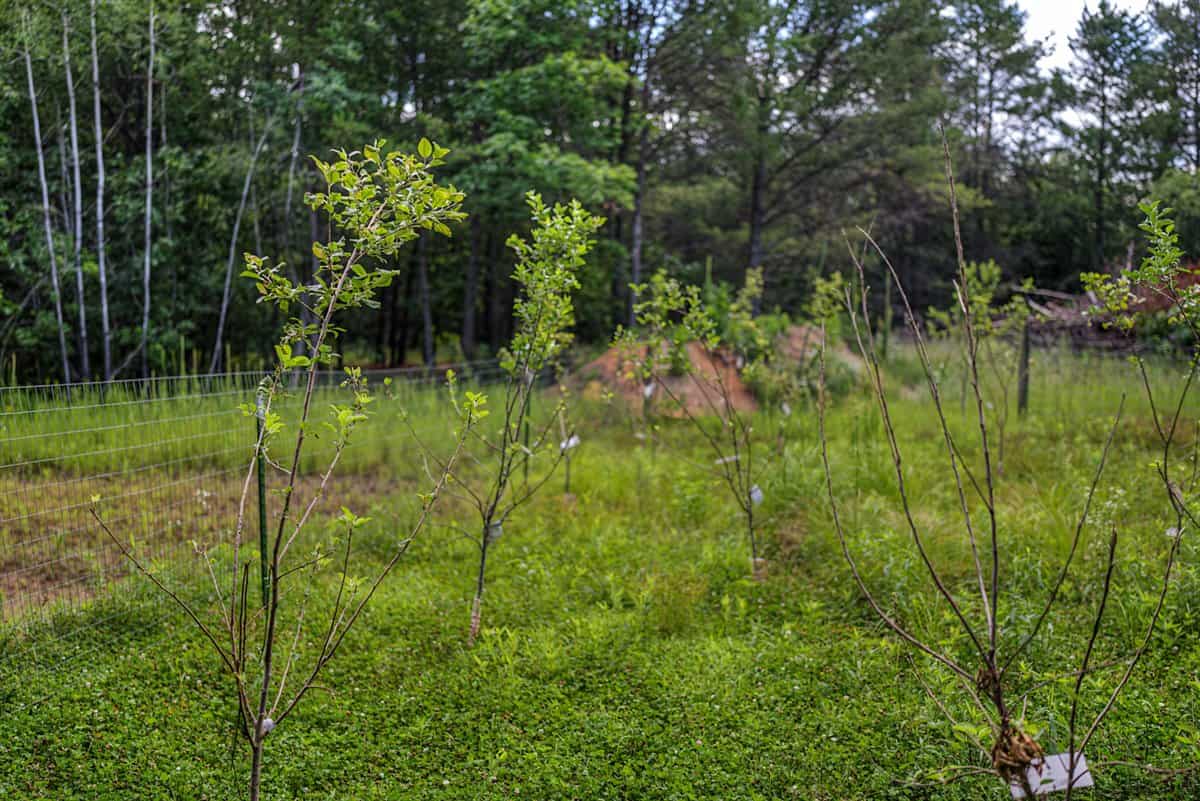 117± Acres of Irrigated Farmland and Trophy Whitetail Habitat — Adams County, Wisconsin