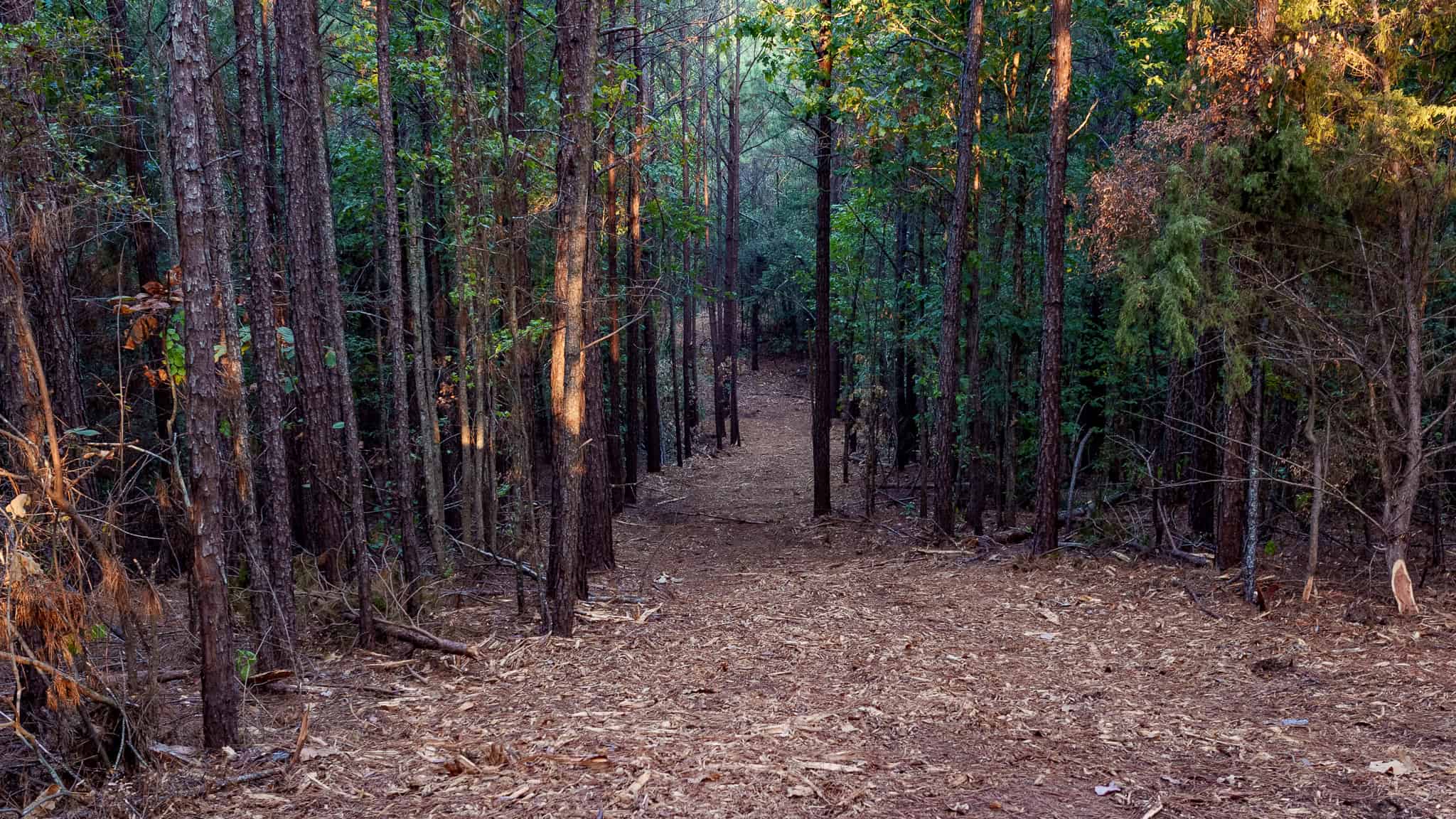 Tyler Texas Hunting Property for Sale 141 ± Acres East of Dallas