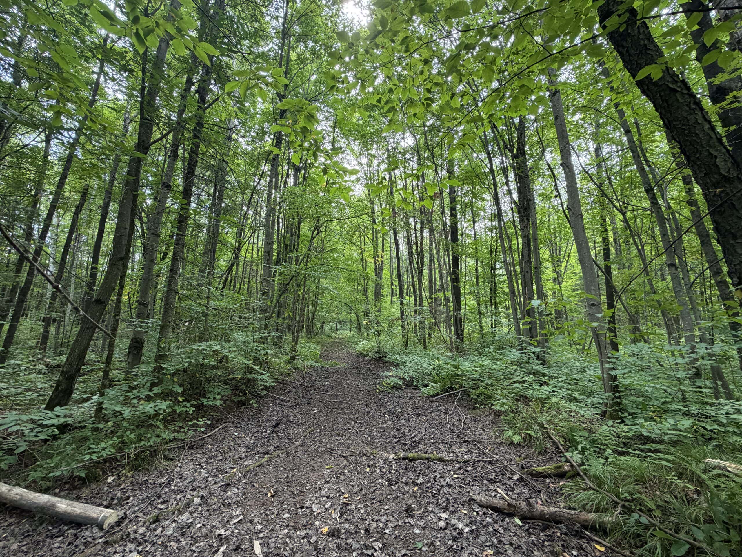 37.5± Acres with Off-Grid Cabin – Taylor County, Wisconsin