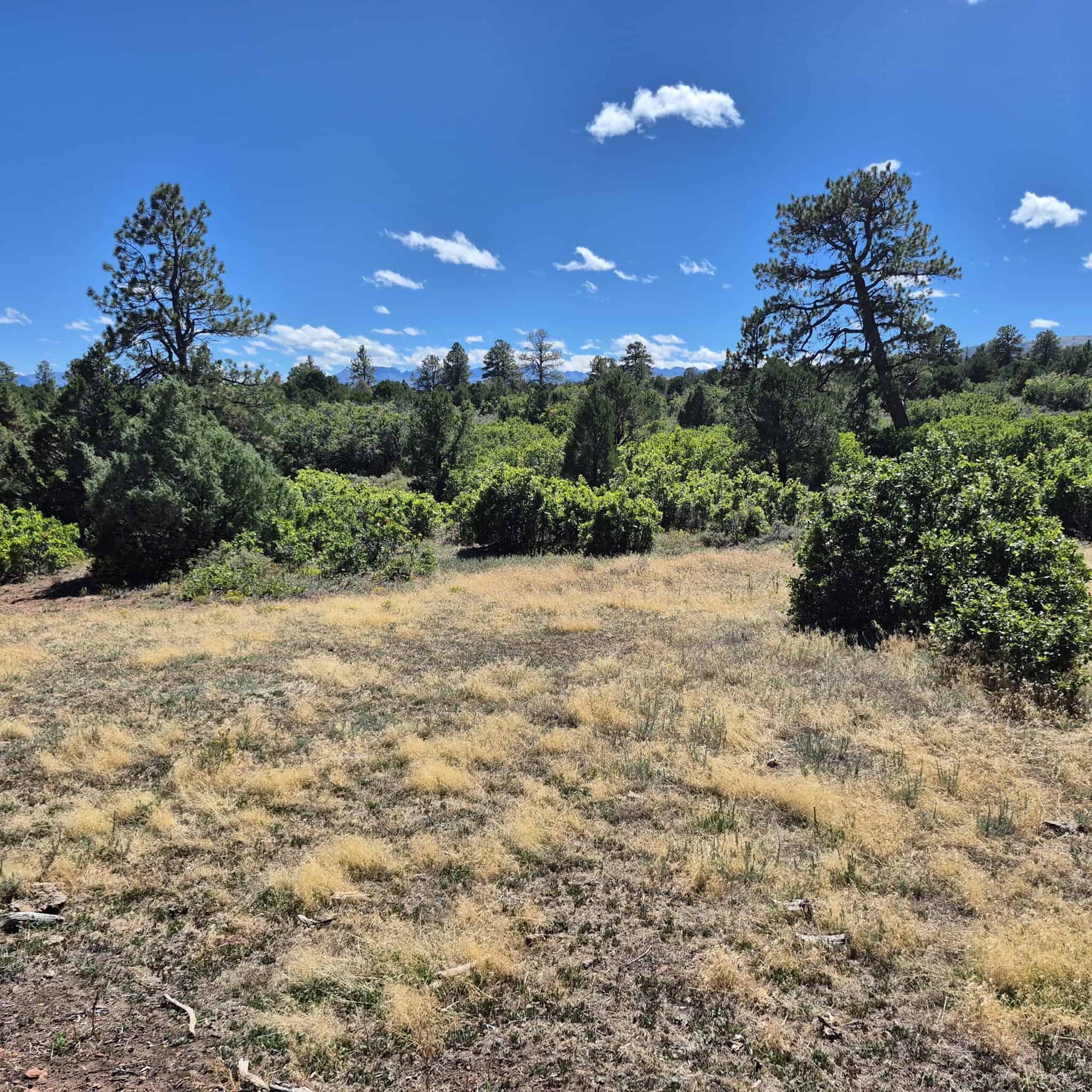 Colorado Hunting Land For Sale