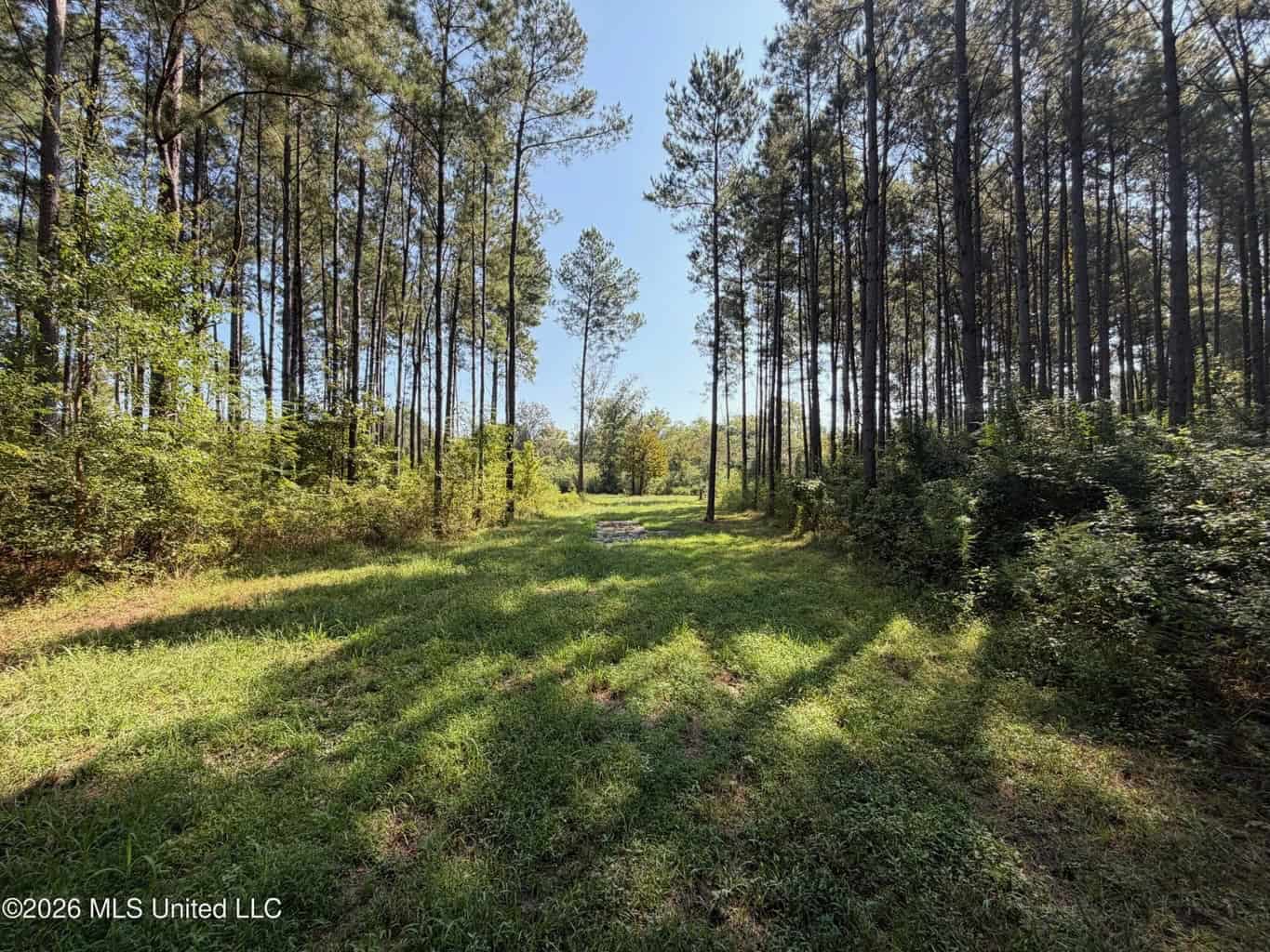 76 Acres of Hunting Land in Raleigh, MS, Smith County