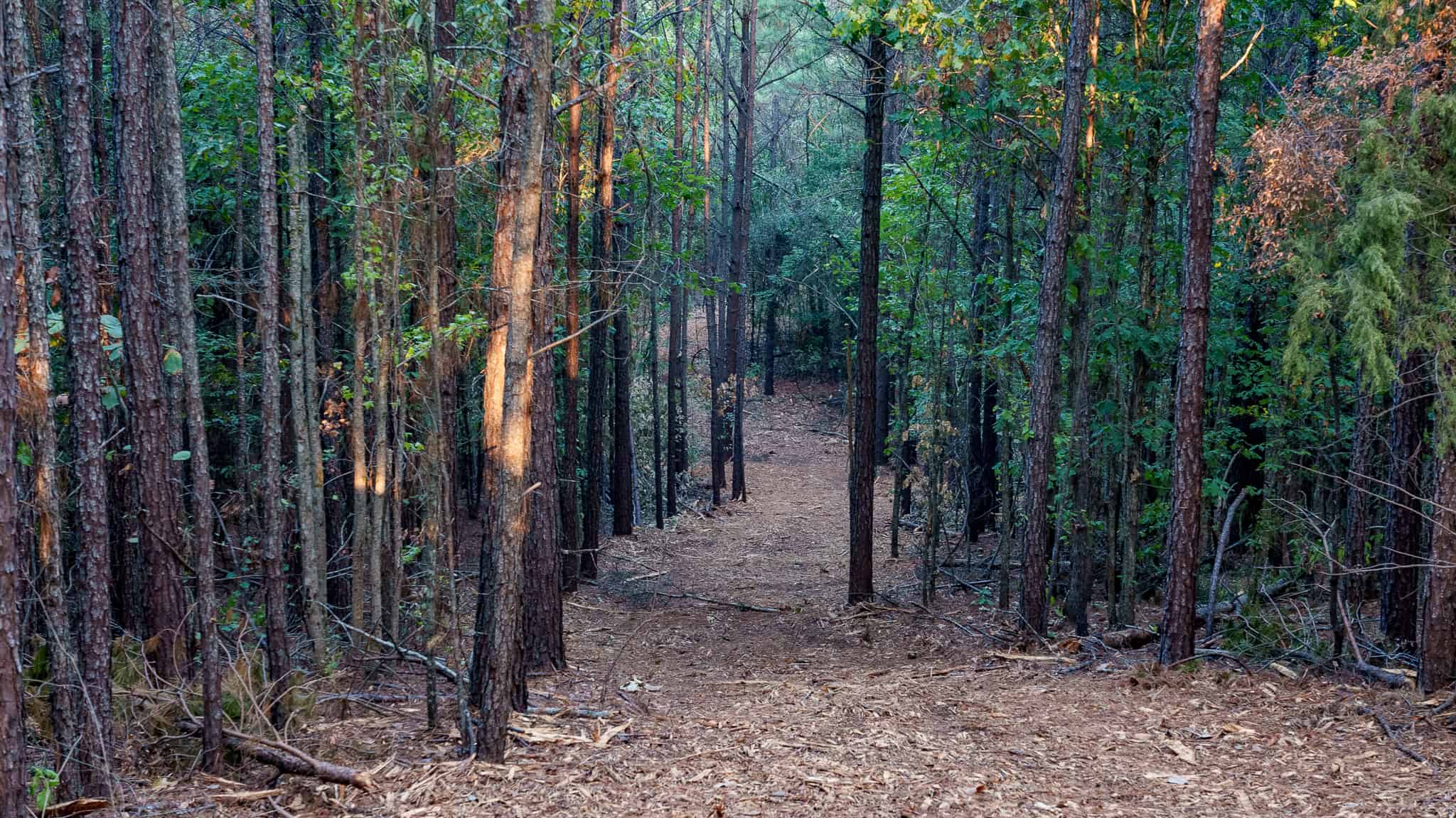 Tyler Texas Hunting Property for Sale 141 ± Acres East of Dallas