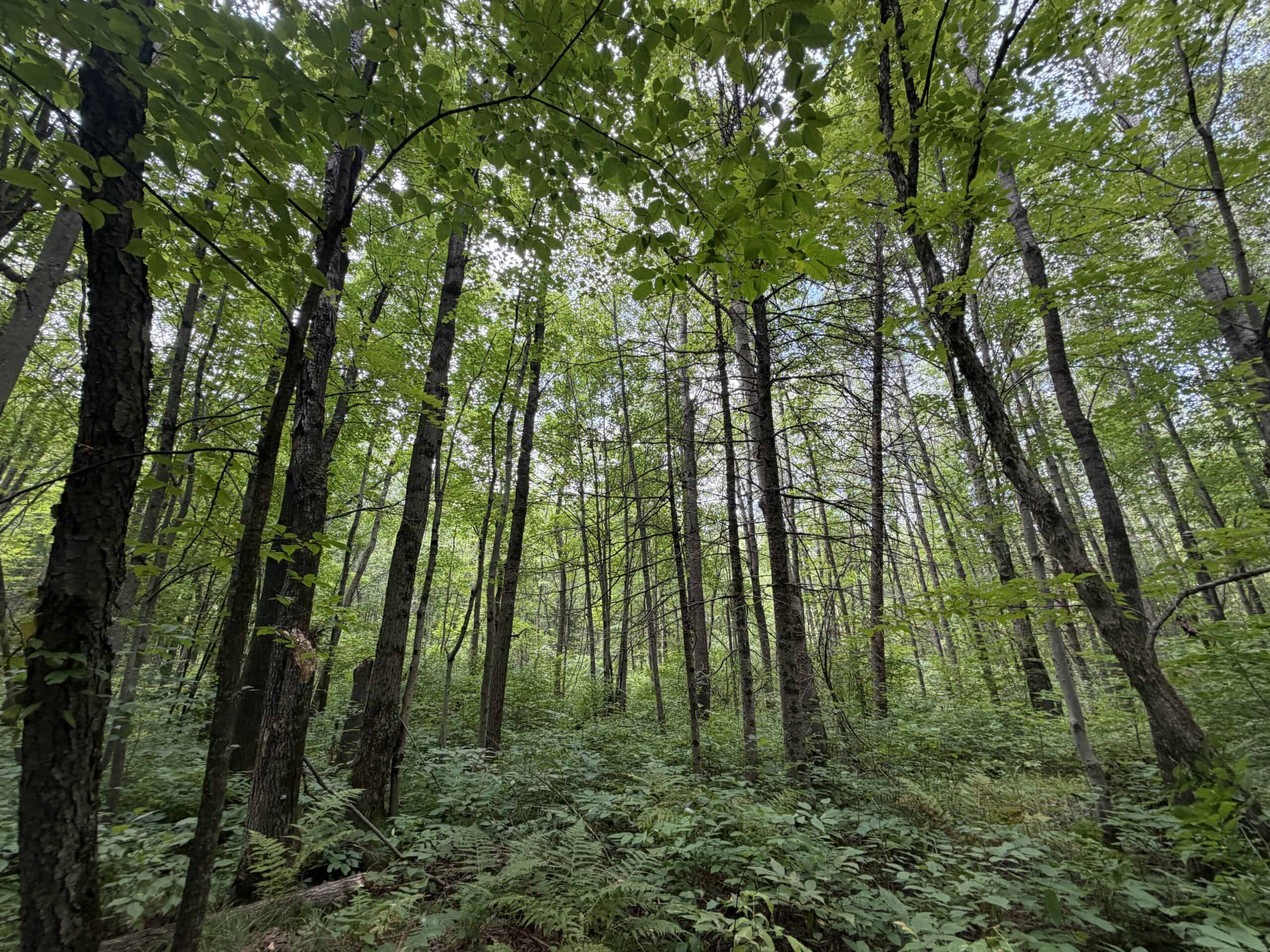 37.5± Acres with Off-Grid Cabin – Taylor County, Wisconsin