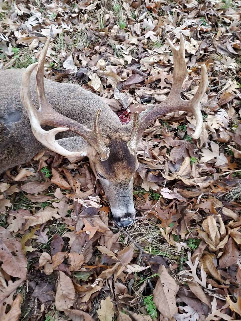 52 Acres of Trophy Whitetail Deer Hunting in Columbia County WI