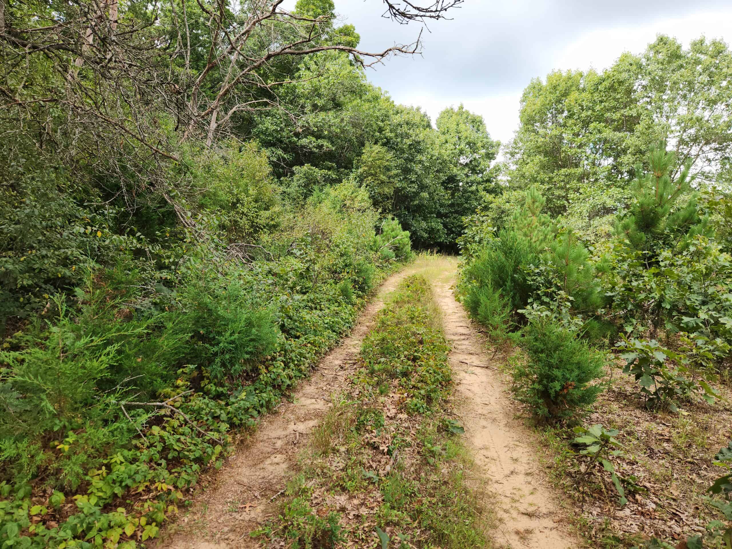 52 Acres of Trophy Whitetail Deer Hunting in Columbia County WI