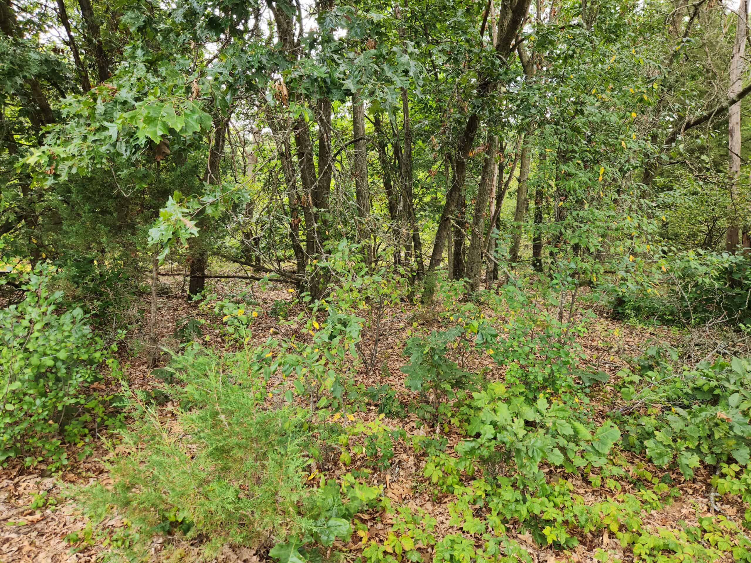 52 Acres of Trophy Whitetail Deer Hunting in Columbia County WI