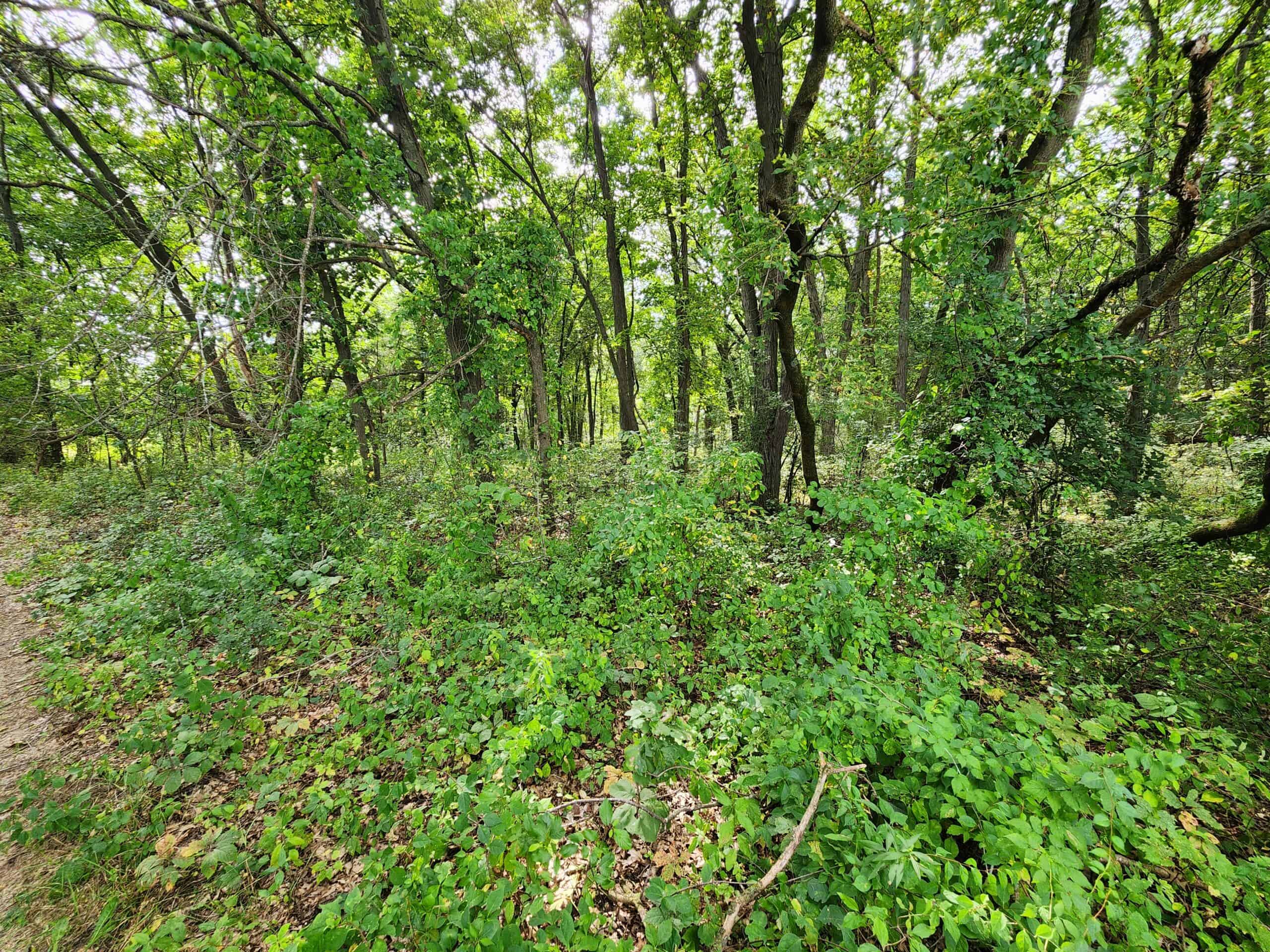 52 Acres of Trophy Whitetail Deer Hunting in Columbia County WI