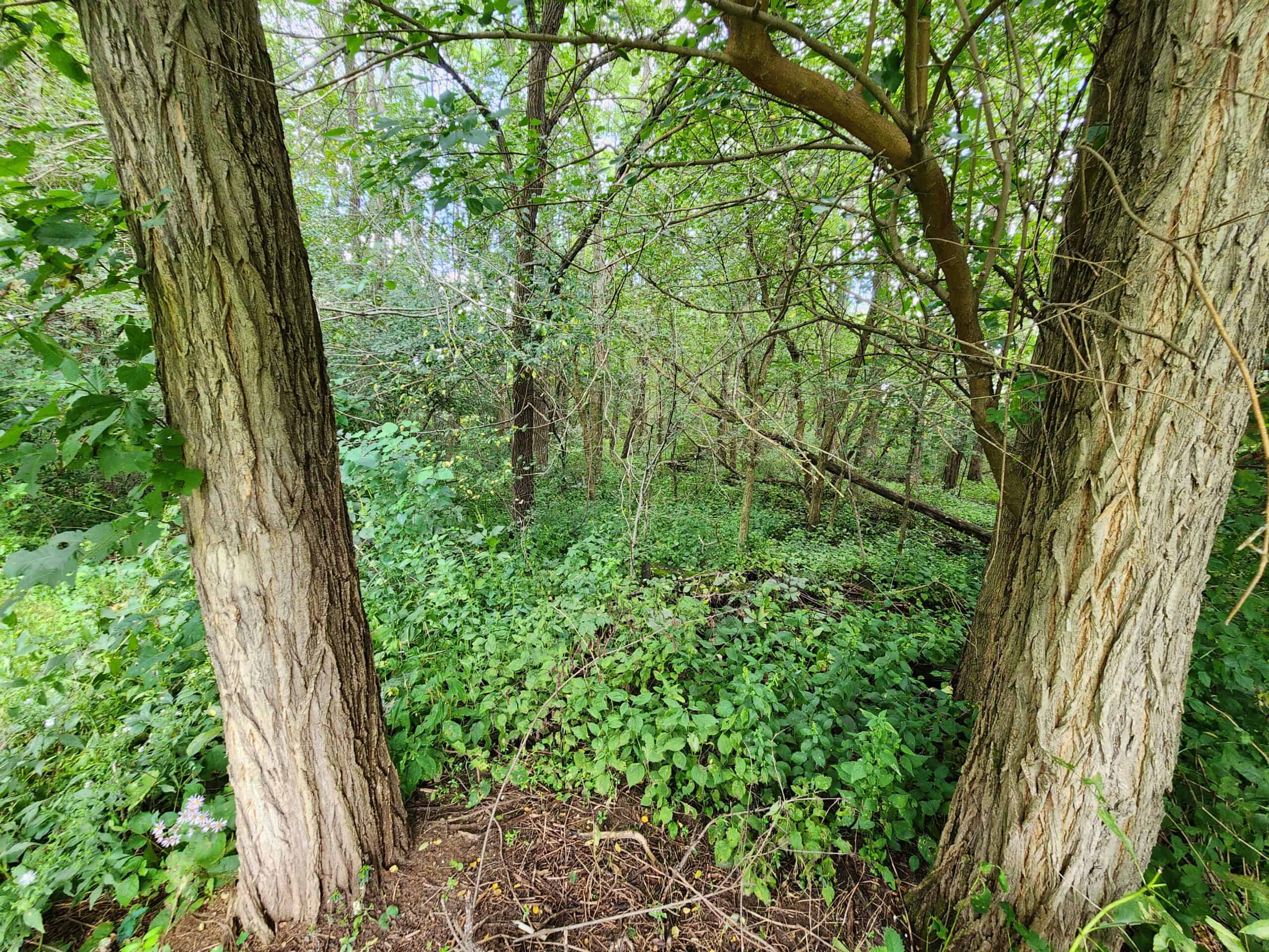 52 Acres of Trophy Whitetail Deer Hunting in Columbia County WI