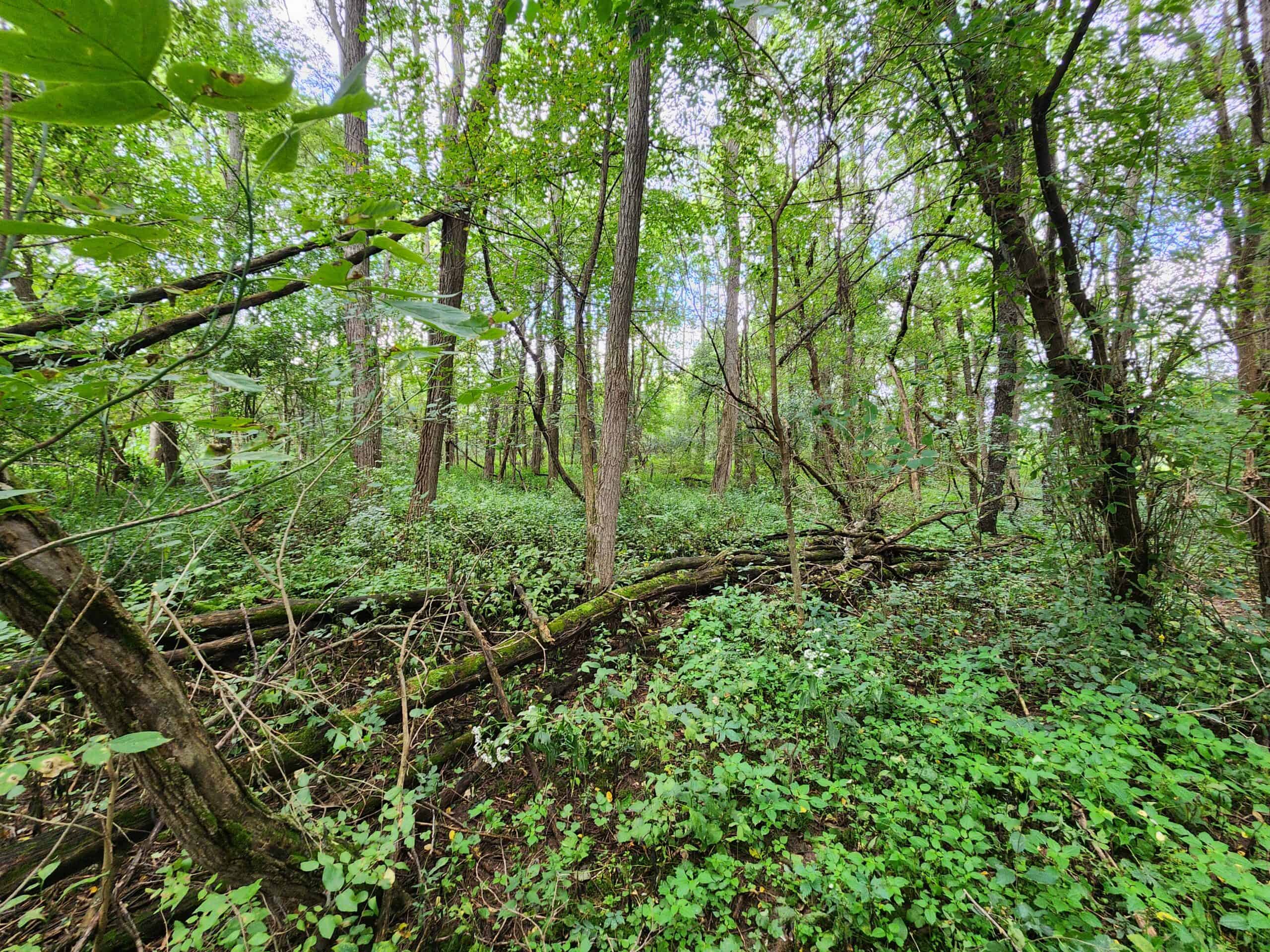 52 Acres of Trophy Whitetail Deer Hunting in Columbia County WI