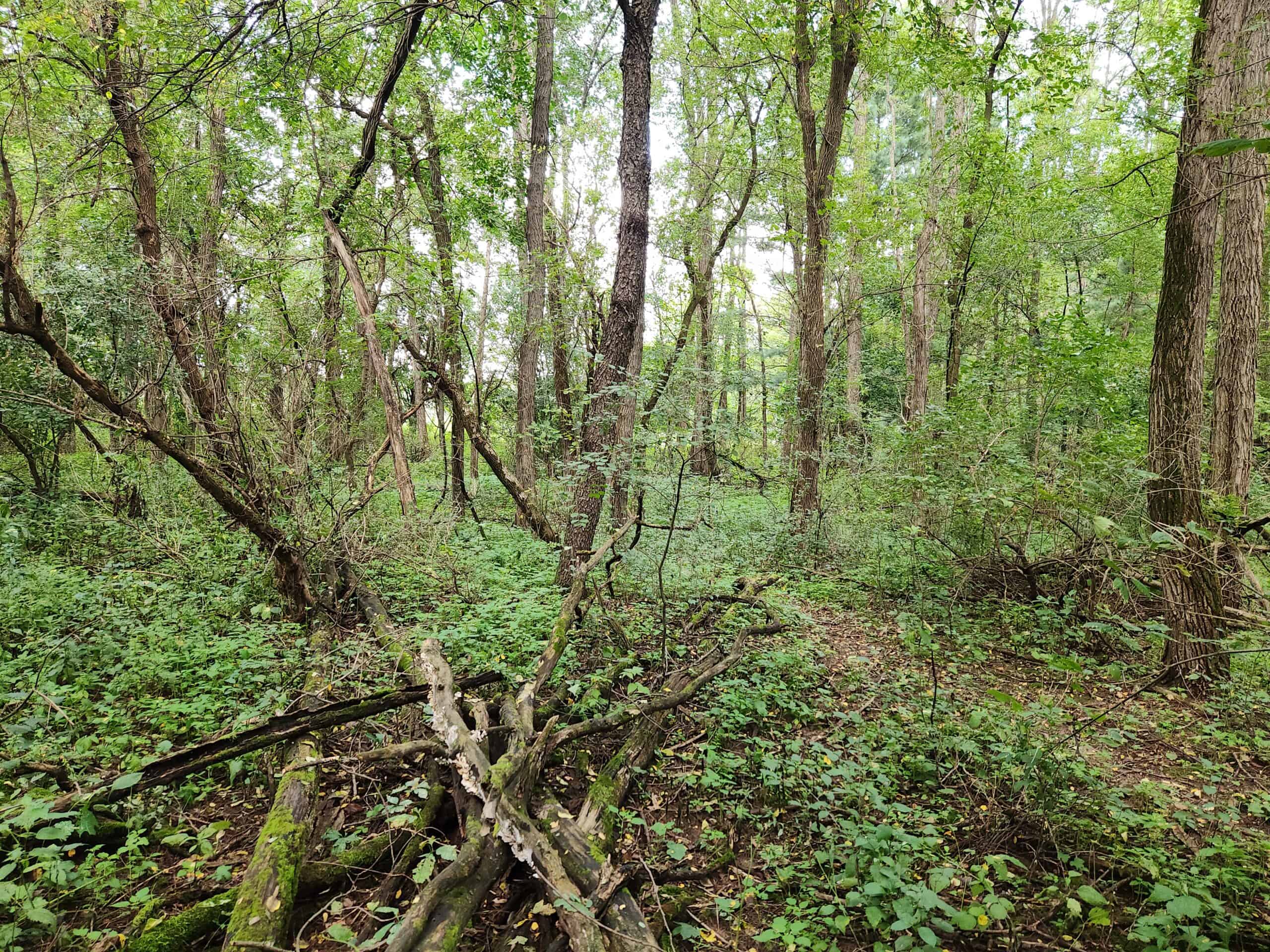 52 Acres of Trophy Whitetail Deer Hunting in Columbia County WI