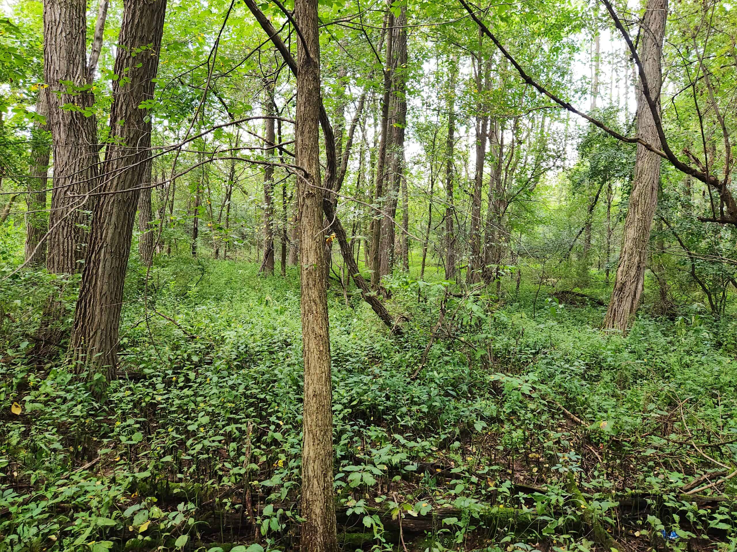 52 Acres of Trophy Whitetail Deer Hunting in Columbia County WI