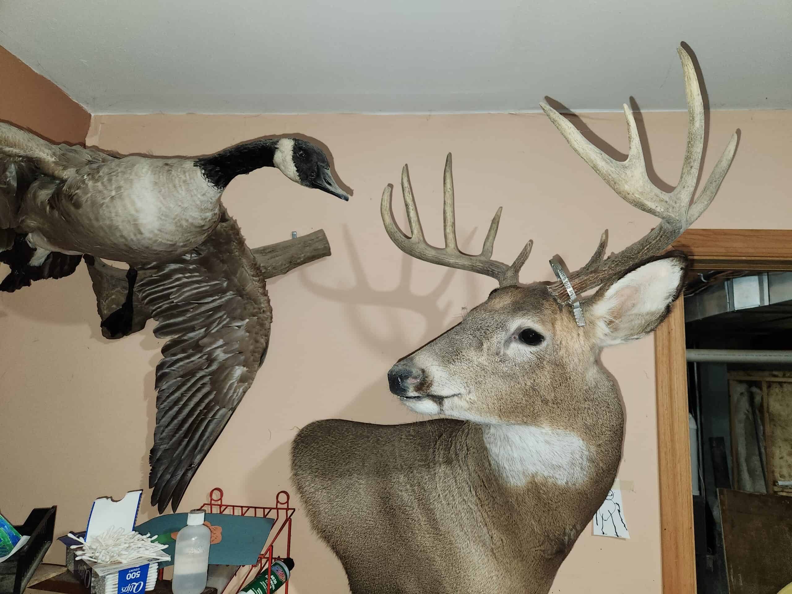 52 Acres of Trophy Whitetail Deer Hunting in Columbia County WI