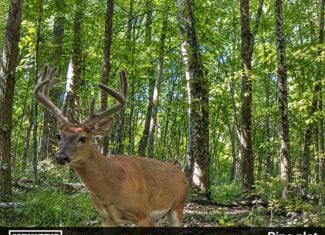 Bear Creek Hunting Land in Tishomingo County, MS