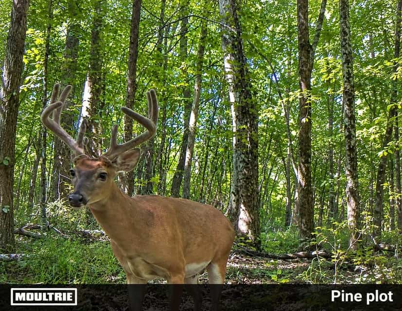 Bear Creek Hunting Land in Tishomingo County, MS