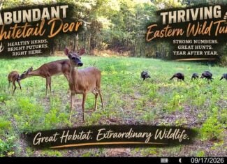 Bear Creek Hunting Land in Tishomingo County, MS