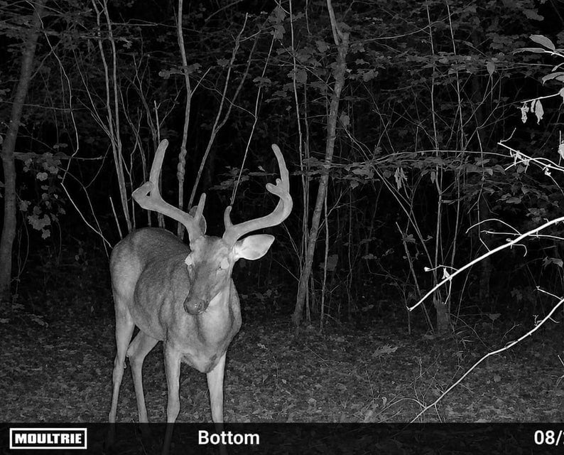 Bear Creek Hunting Land in Tishomingo County, MS