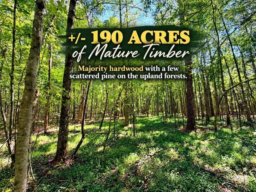 Bear Creek Hunting Land in Tishomingo County, MS