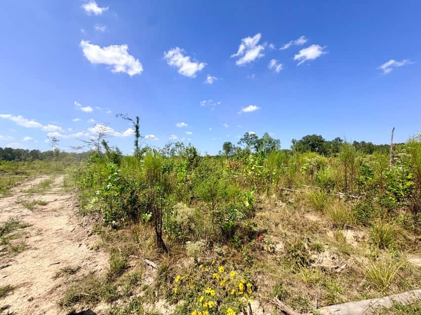 Bear Creek Hunting Land in Tishomingo County, MS