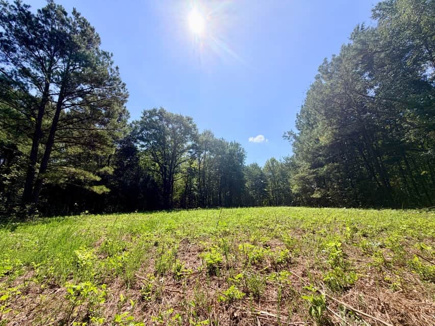 Bear Creek Hunting Land in Tishomingo County, MS