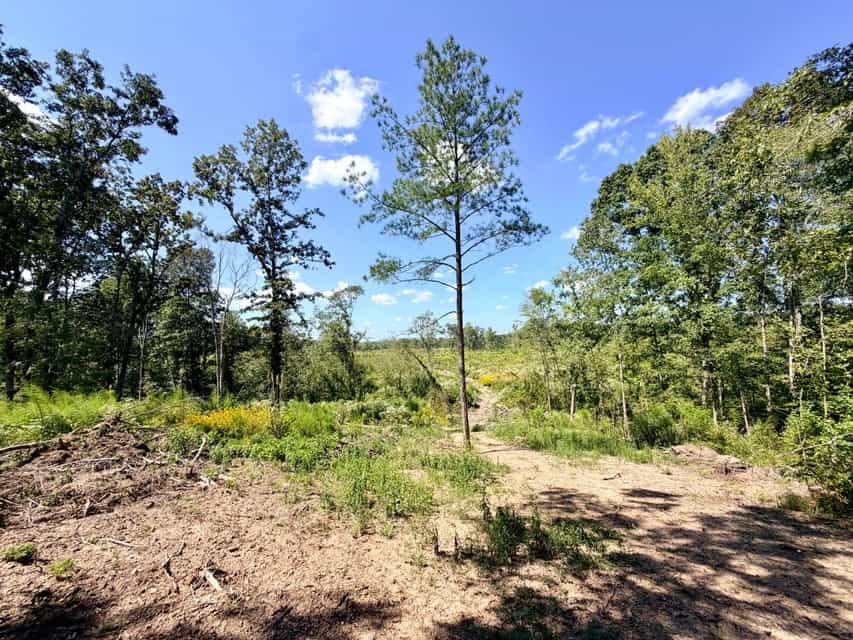 Bear Creek Hunting Land in Tishomingo County, MS