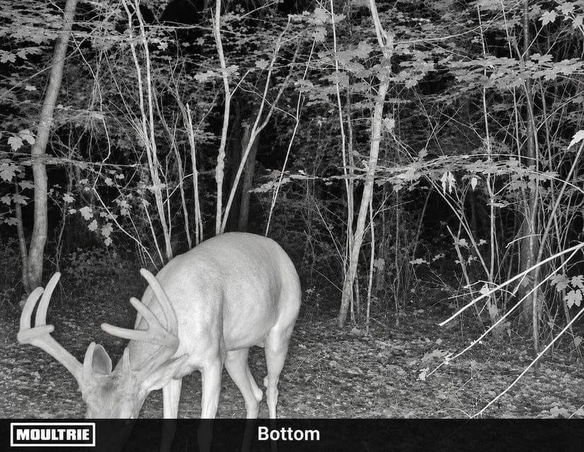 Bear Creek Hunting Land in Tishomingo County, MS