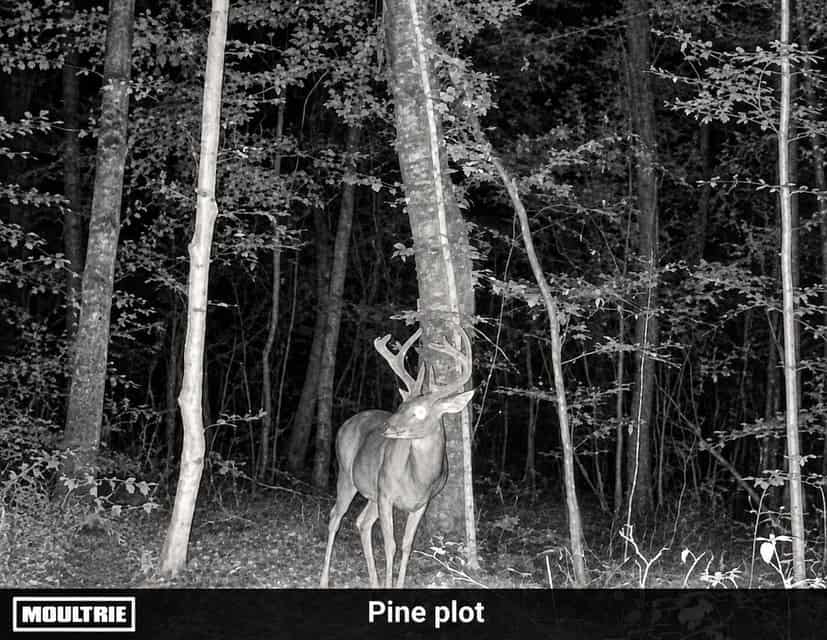 Bear Creek Hunting Land in Tishomingo County, MS