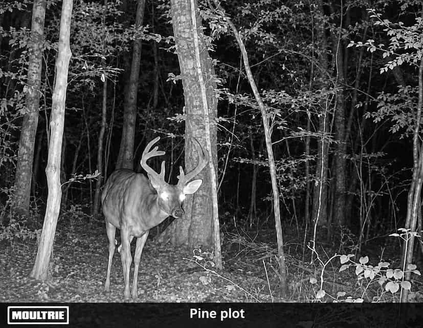 Bear Creek Hunting Land in Tishomingo County, MS
