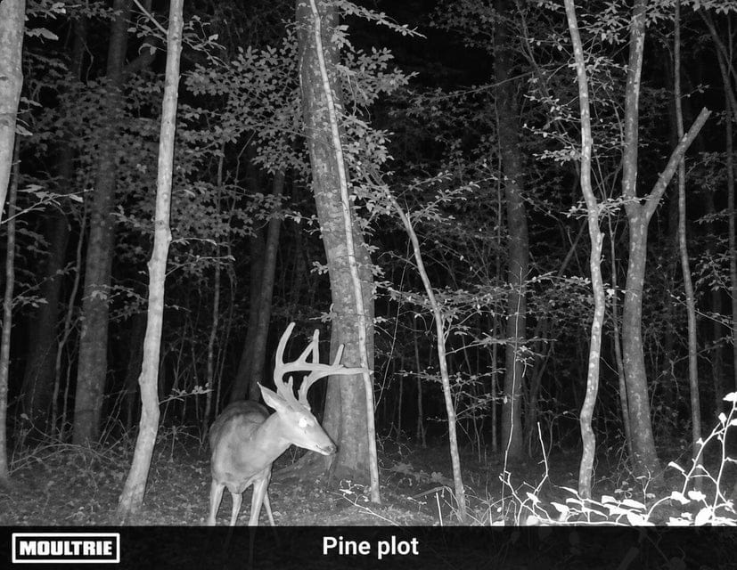 Bear Creek Hunting Land in Tishomingo County, MS